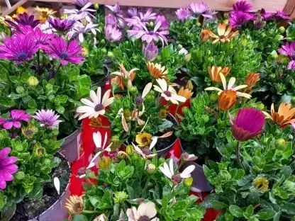 גרמית אקלון שלל צבעים