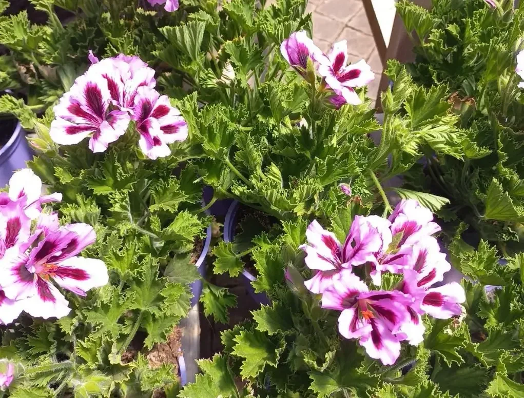 גרניום (פלרגוניום) צרפתי