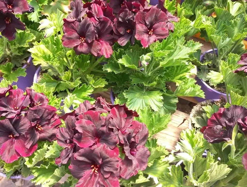 גרניום (פלרגוניום) צרפתי ע' 18