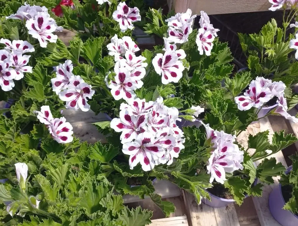 גרניום (פלרגוניום) צרפתי ע' 18