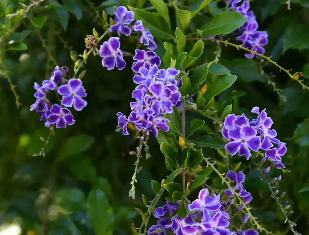 דורנטה מצויה `גיישה גירל`