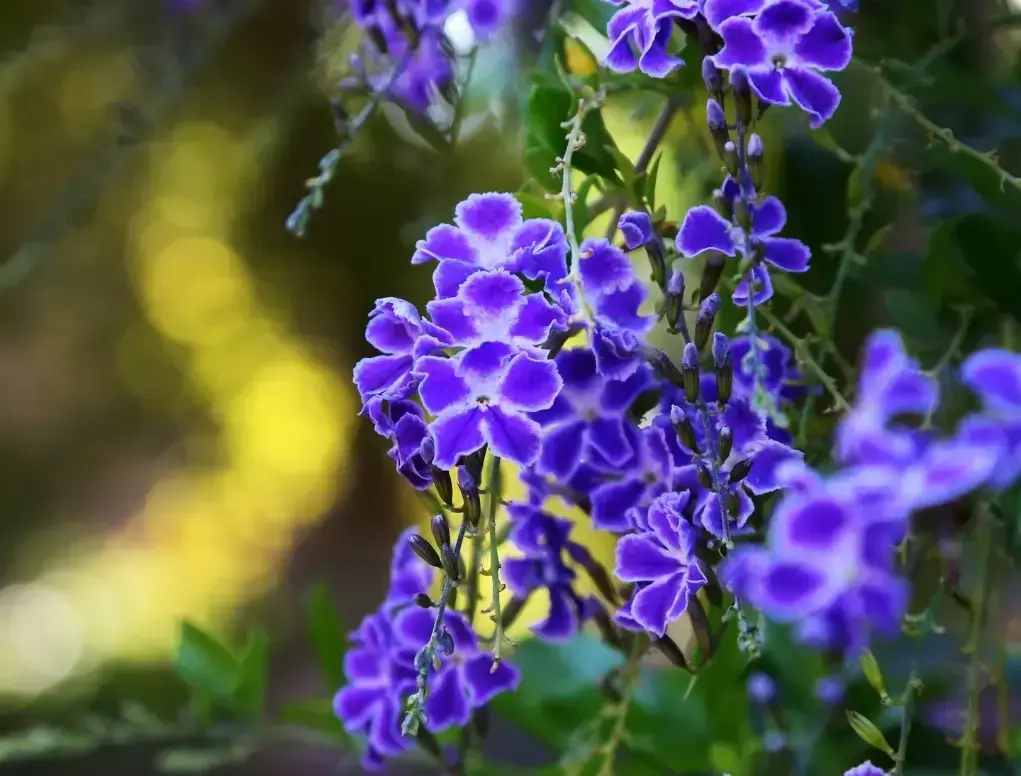 דורנטה מצויה `גיישה גירל`
