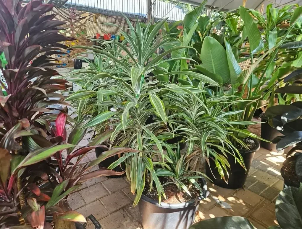 דרקונית מפוספסת לבן־ירוק במכל 50 ליטר