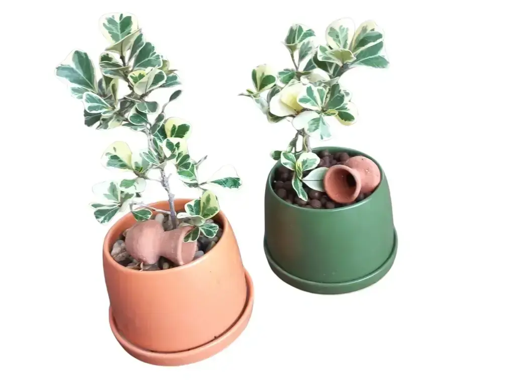 פיקוס הלבבות Ficus triangularis בכלי מעוצב