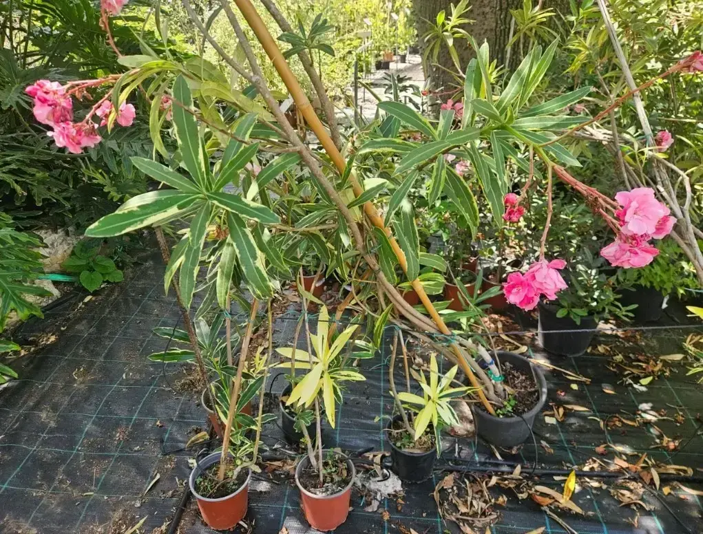 הרדוף הנחלים 'מגוון'