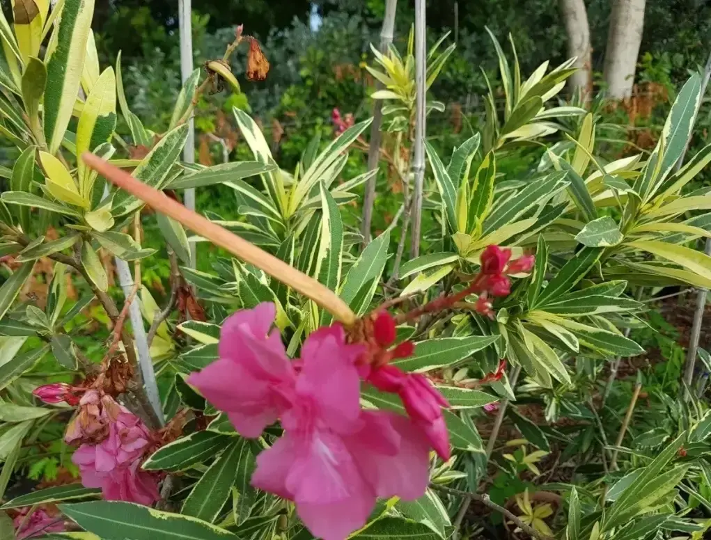 הרדוף הנחלים 'מגוון'