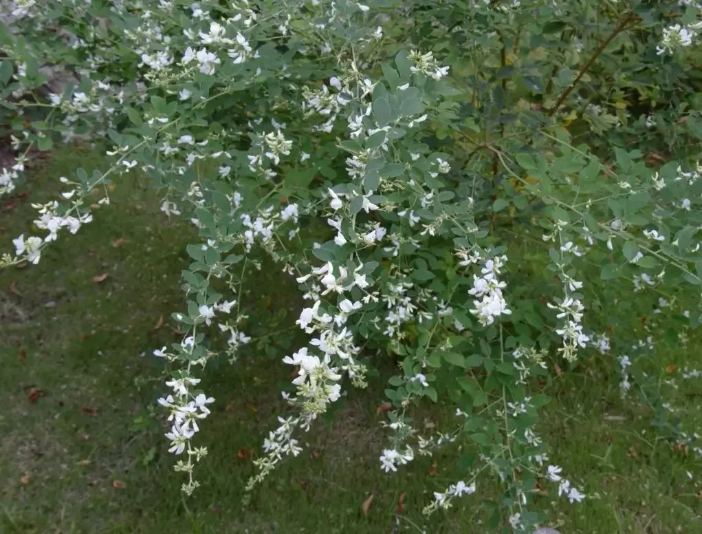 הרדנברגיה פשוטת עלים לבנה