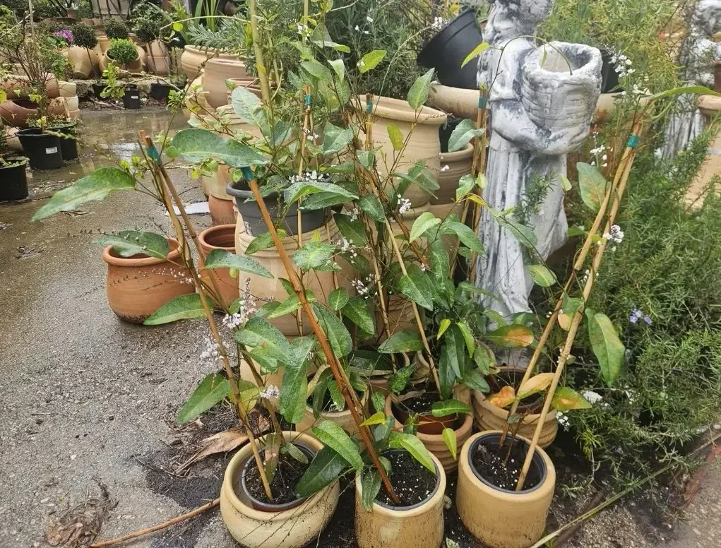 הרדנברגיה פשוטת עלים לבנה על במבוק