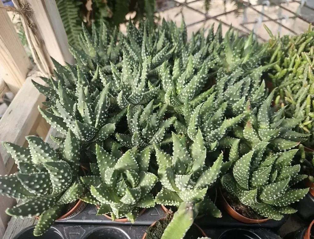 הוורתיה זנים שונים