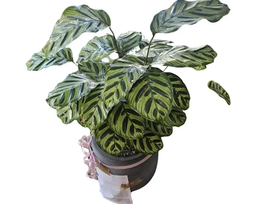 קלתיאה מקויאנה 5