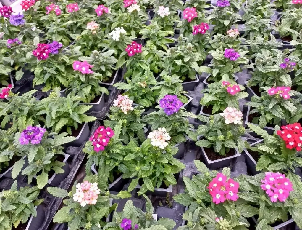 ורבנה עונתית