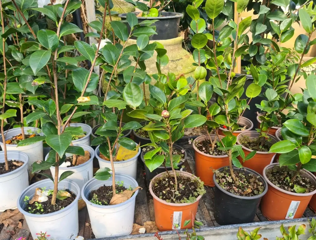 קמליה יפנית (לבן)