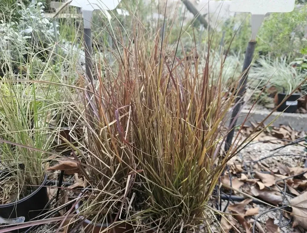 זיפנוצה זיפנית ארגמני