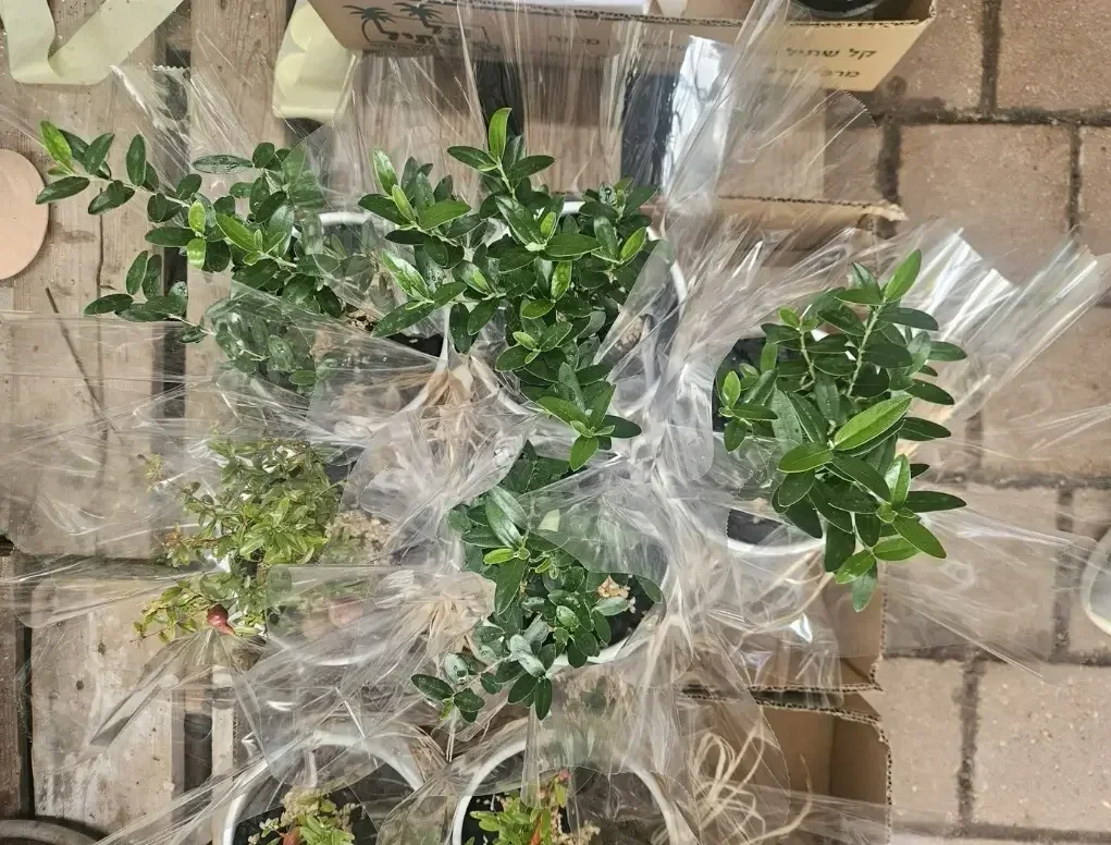 זית בחרס עטוף עם תחתית