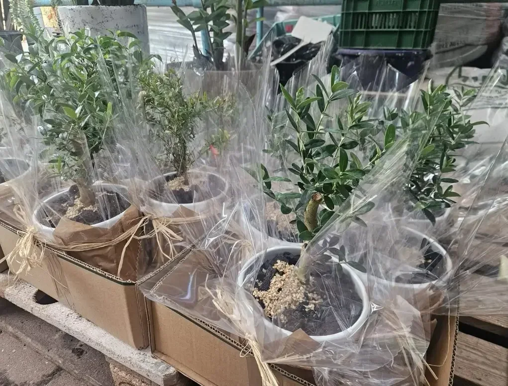 זית בחרס עטוף עם תחתית