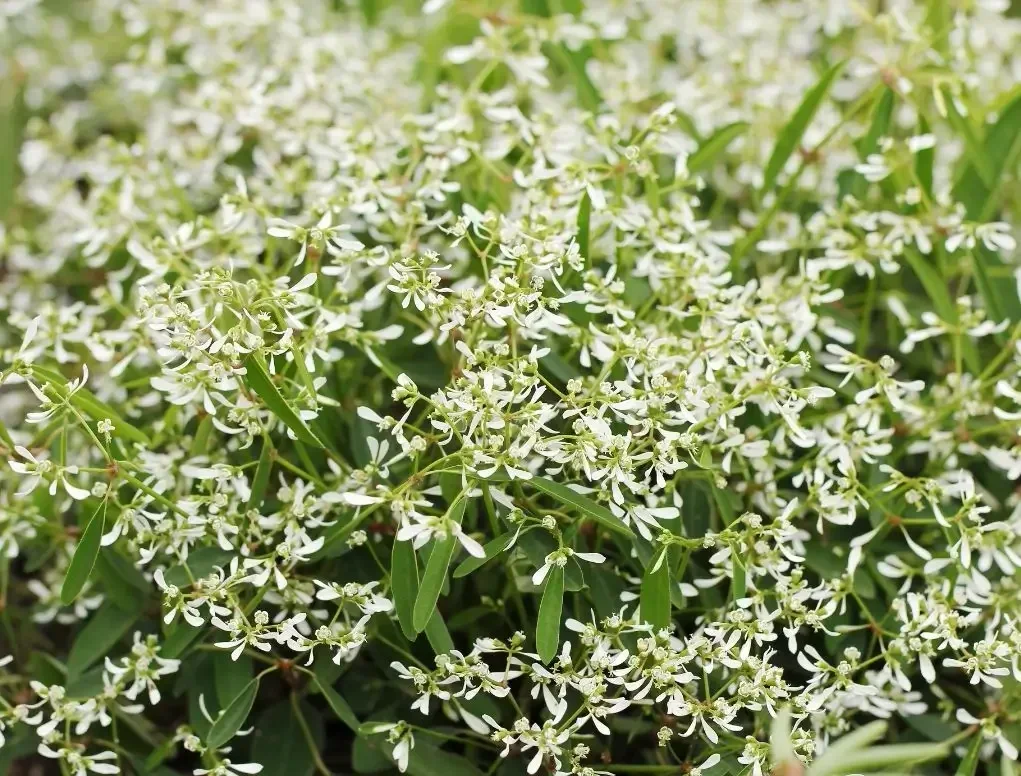 חלבלוב היערות