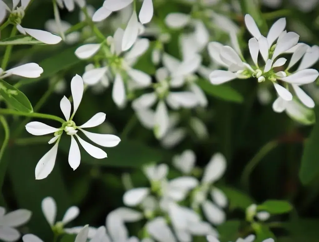 חלבלוב היערות