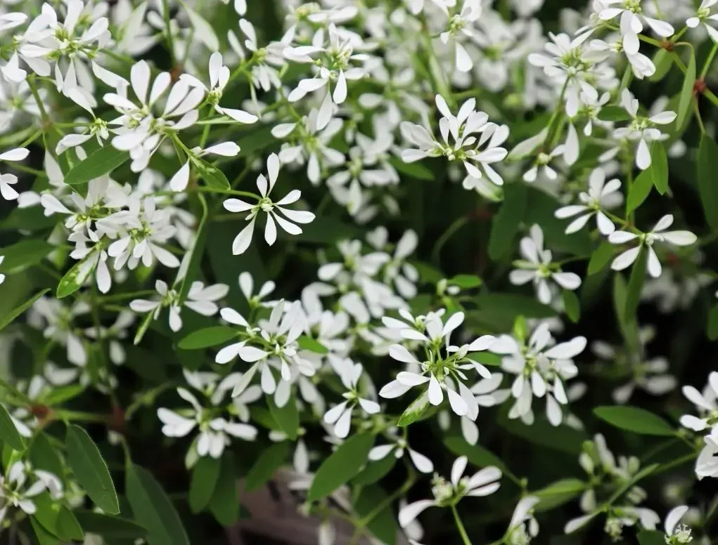 חלבלוב היערות
