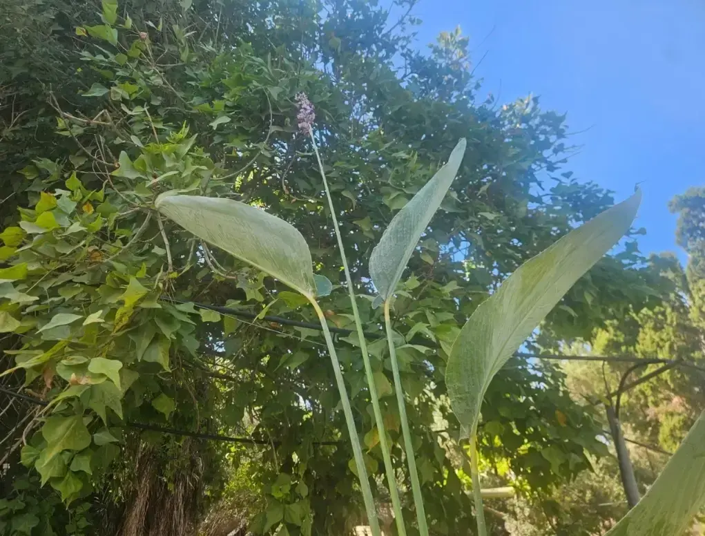 טליה – Thalia dealbata