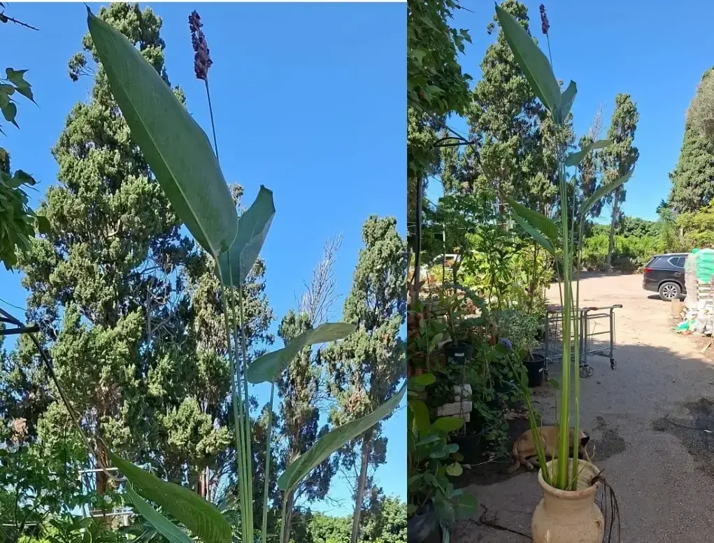 טליה – Thalia dealbata