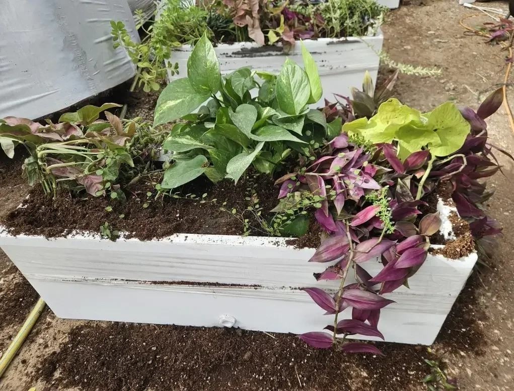 אדנית טרופית עם שילוב צמחים משתפלים וזקופים