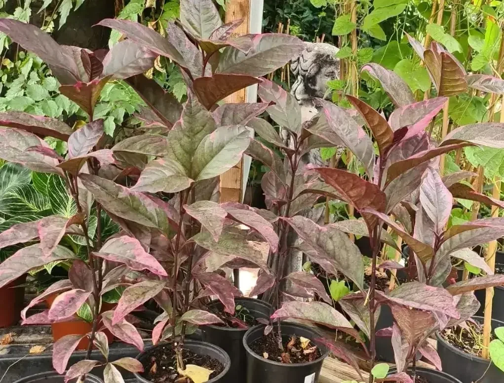 בת אביב ארגמנית `טריקולור`