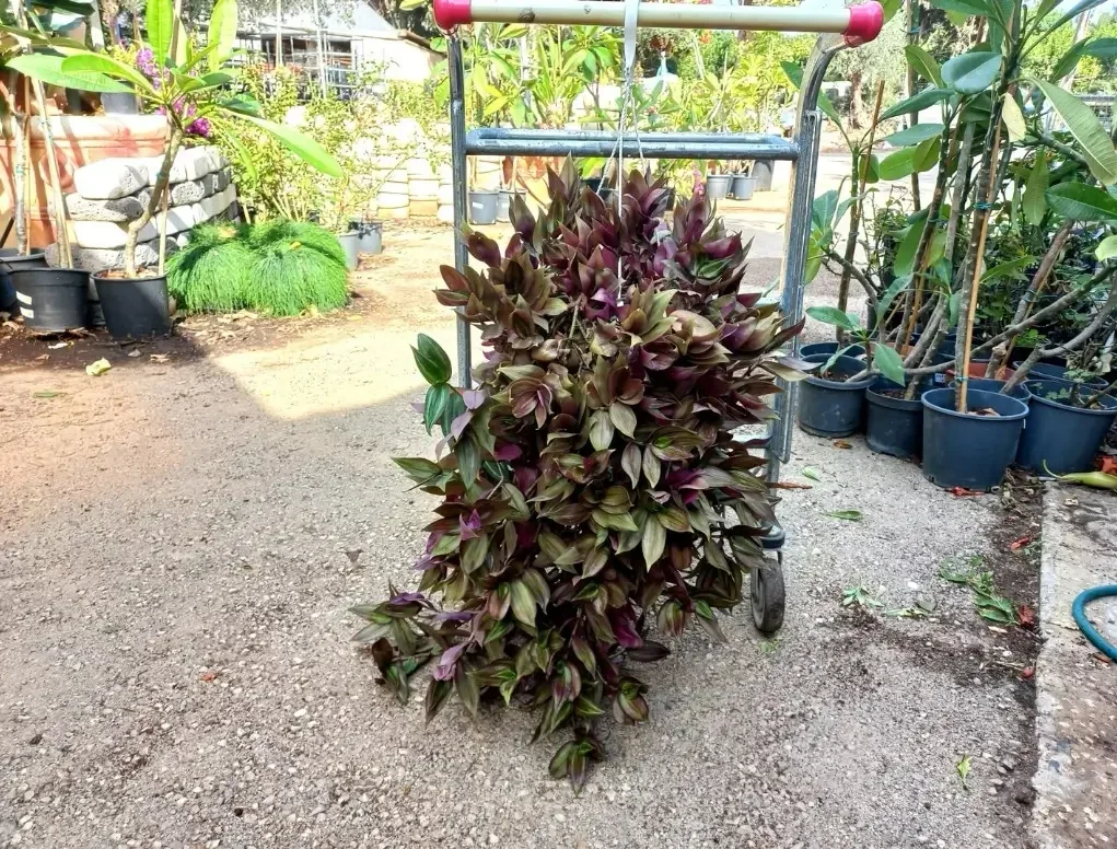 יהודי נודד סגול (ארגמני משתלשל)