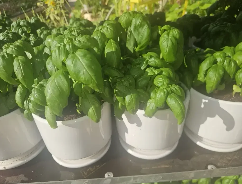 ע. לבן צוואר עם תחתית מובנית וצמח תבלין