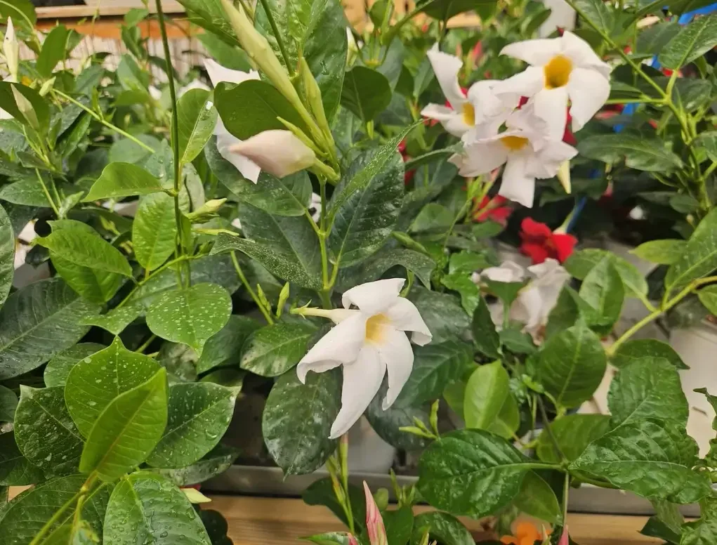 מנדוילה בוליביאנסיס לבנה