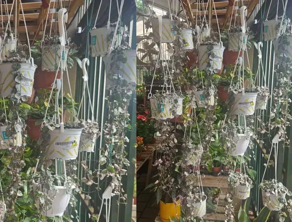 שעוונית זוחלת עלוה מגוונת ורוד