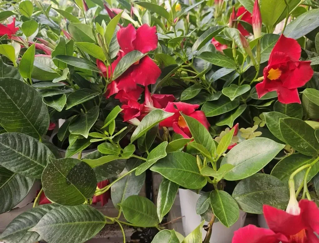 מנדוילה-סנדוילה הדורה אדום