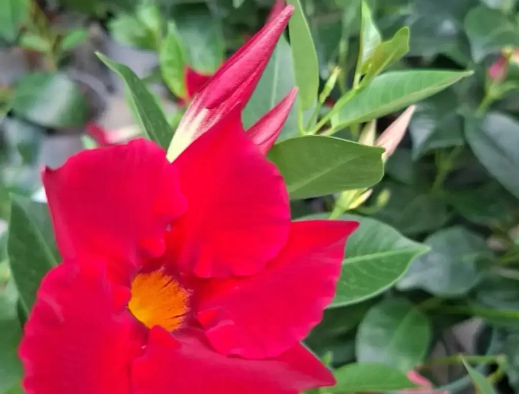 מנדוילה- סנדוילה הדורה פריחה אדומה