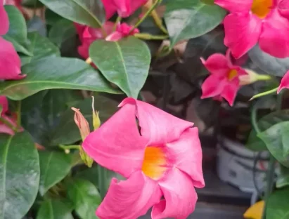 מנדוילה הדורה ורוד פריחה