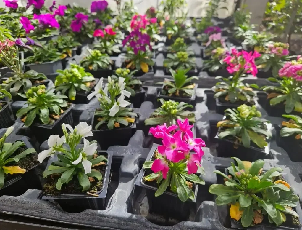 מנתור מאפיר ריחני – כוסיות פריחה ריחנית בשלל צבעים