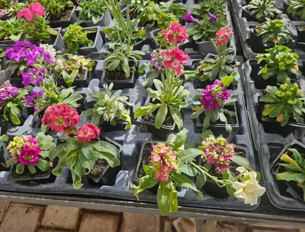 מנתור מאפיר ריחני – כוסיות פריחה ריחנית בשלל צבעים