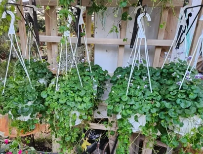 סיגלית אוסטרלית