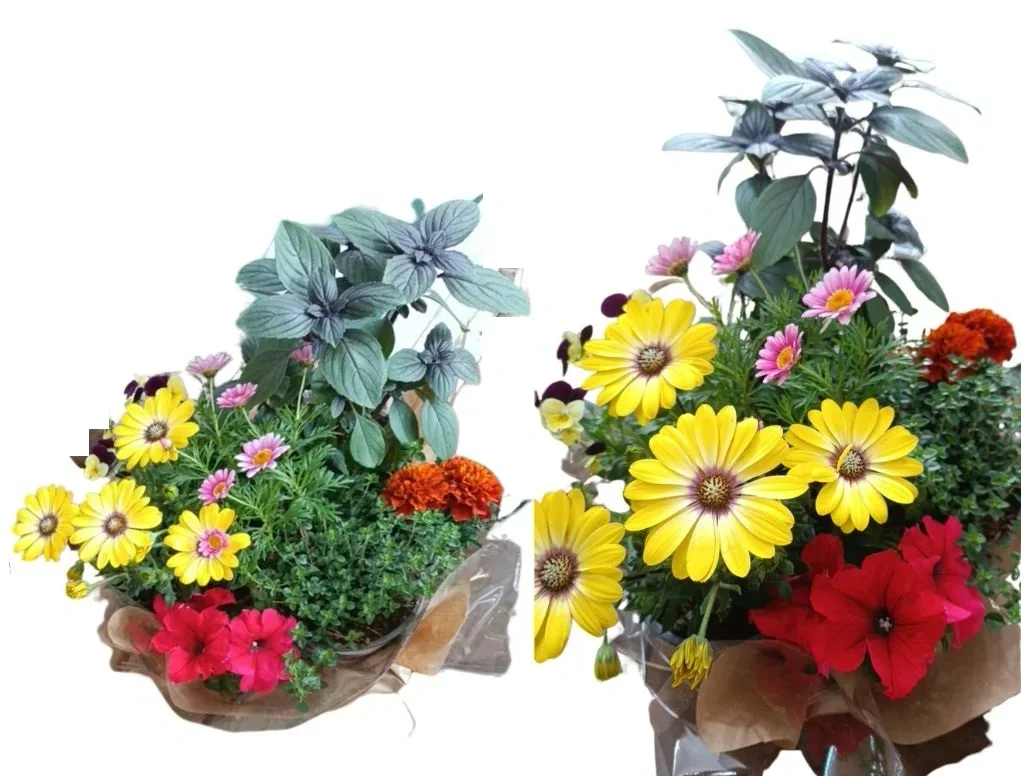 קוקטיל עונתי תבלינים ופריחה למרכז שולחן