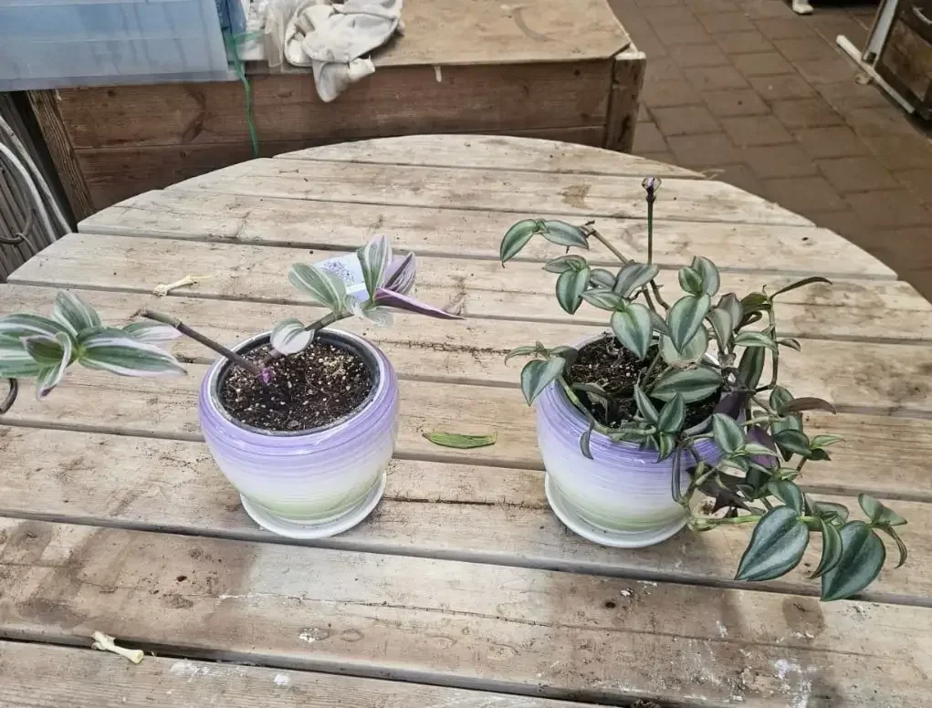 עציץ קרמי סגול ירוק עם תחתית 12–18 ס״מ