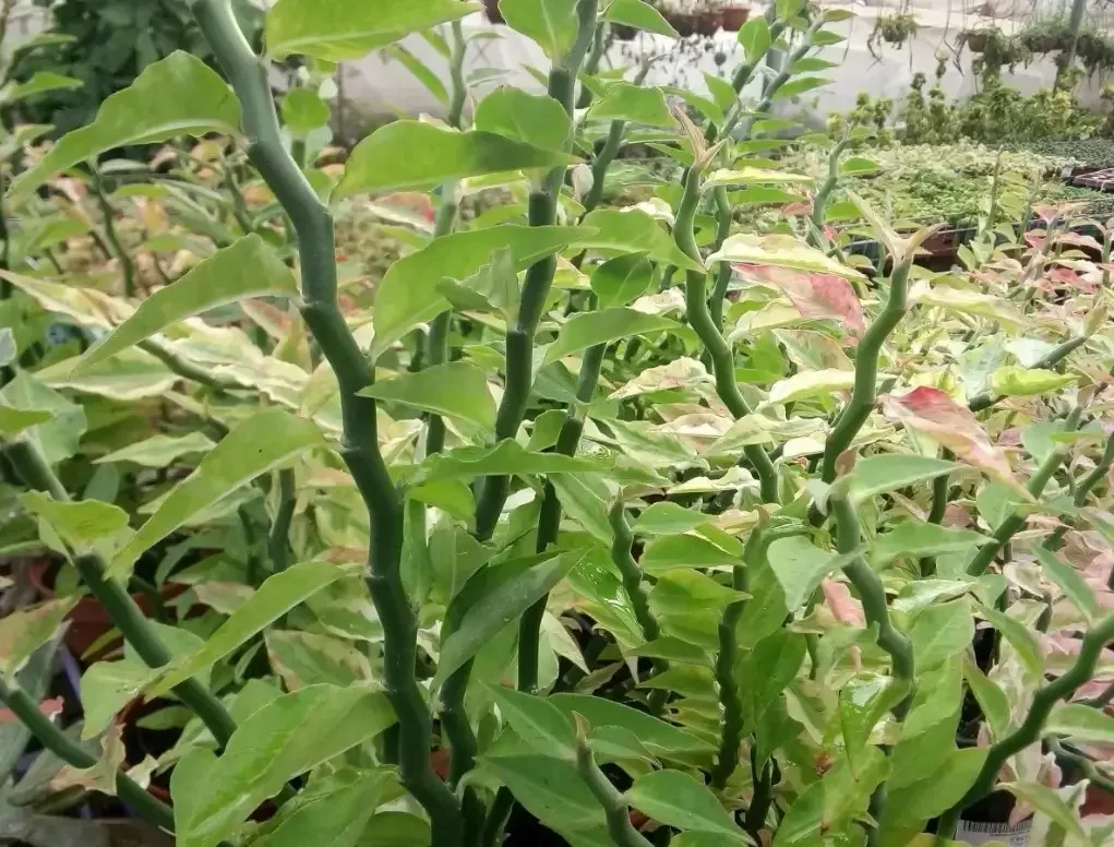 פדילאנטוס טיטימלוידס מגוון