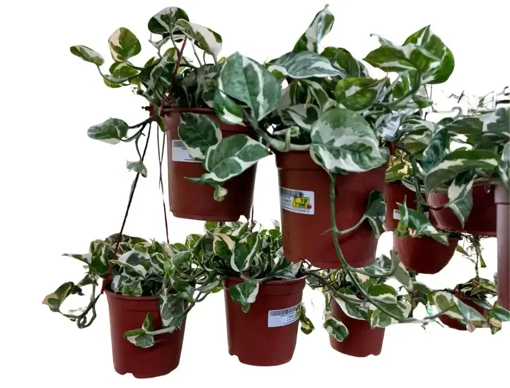 פוטוס מגוון לבן בסלסלת תליה