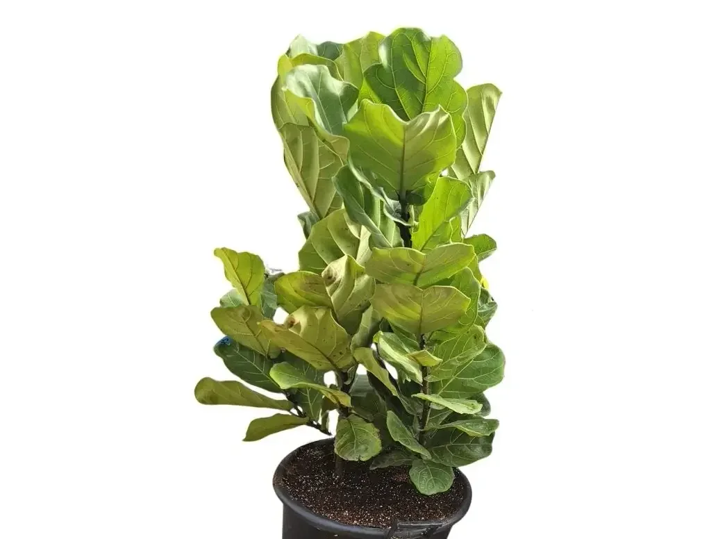 פיקוס כינורי – עציצים ירוקי־עלים לבית מואר