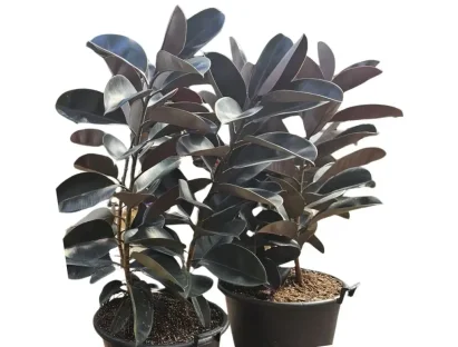 פיקוס הגומי שחור 50 ליטר