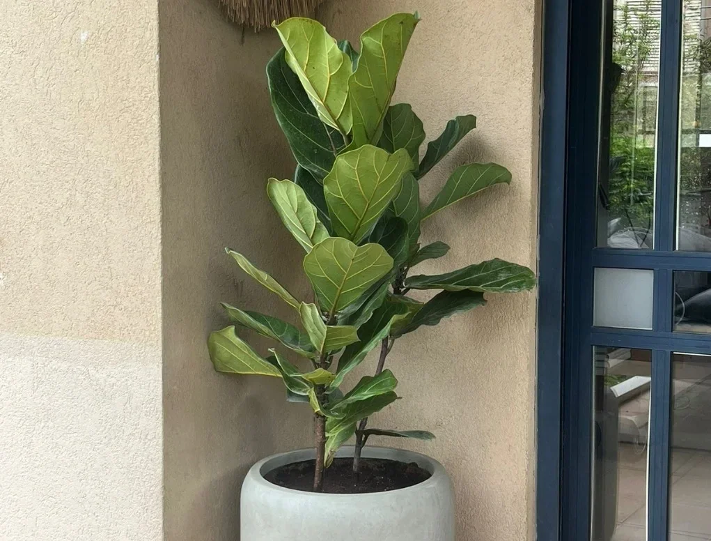 ע. פיבר צילינדר אפור בהיר עם פיקוס כינורי