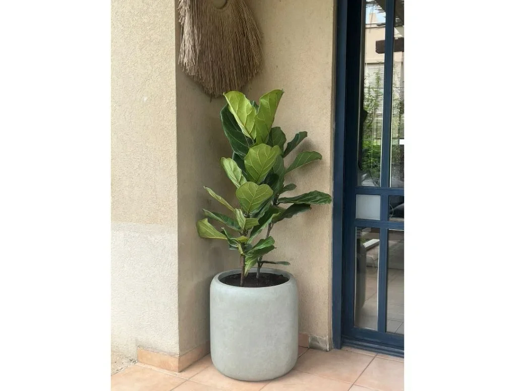 ע. פיבר צילינדר אפור בהיר עם פיקוס כינורי