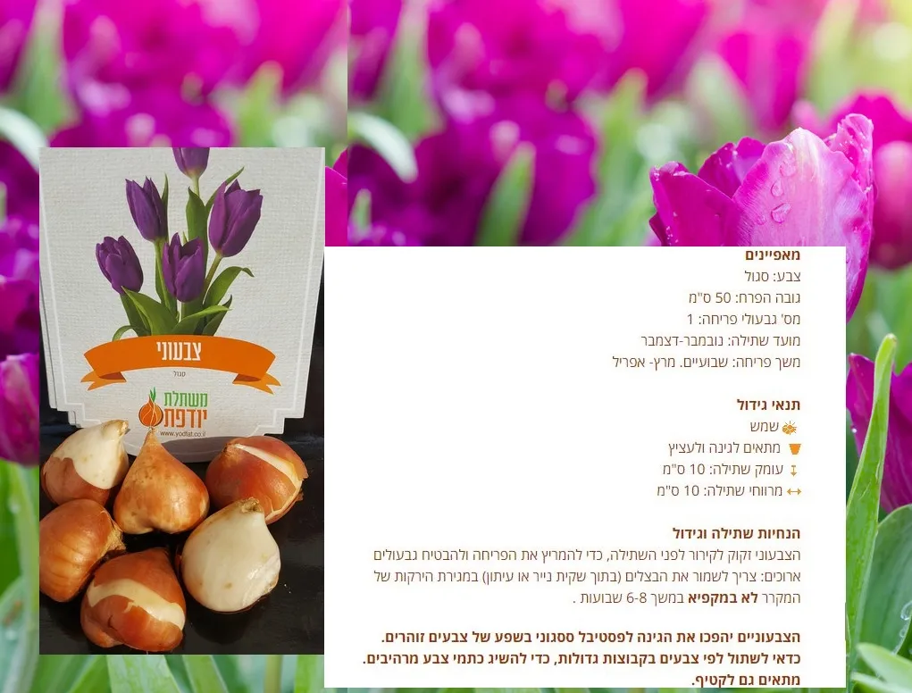 פריחת צבעוני סגול פקעות יודפת ומאפייניו