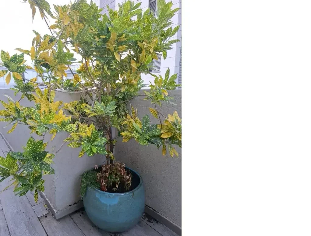 קודן אוקוביפוליום גולדן פינגר קרוטון צהוב ירוק למרפסת