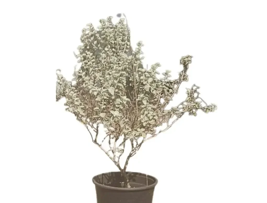 לויקופיליום שיחני קומפקטי – עלווה כסופה ופריחה סגולה