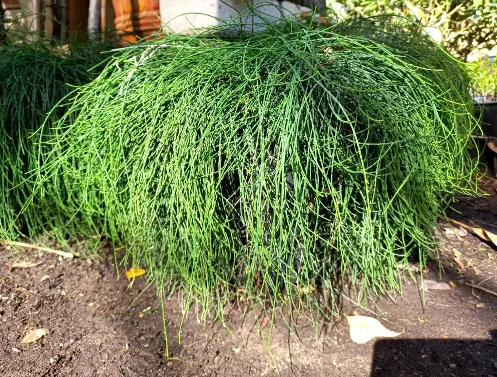 קזוארינה מכחילה קזין איט'