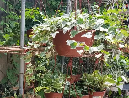 קיסוס מגוון זוחל בקערה