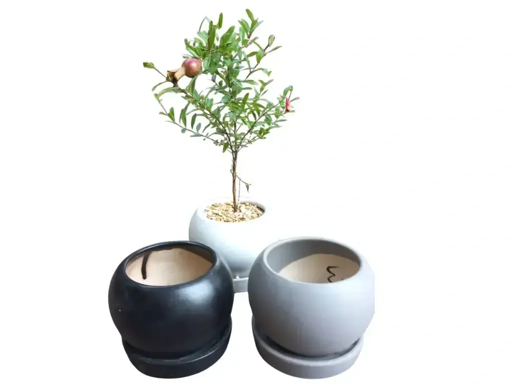 רימון ננסי Punica granatum nana מתנה לחג